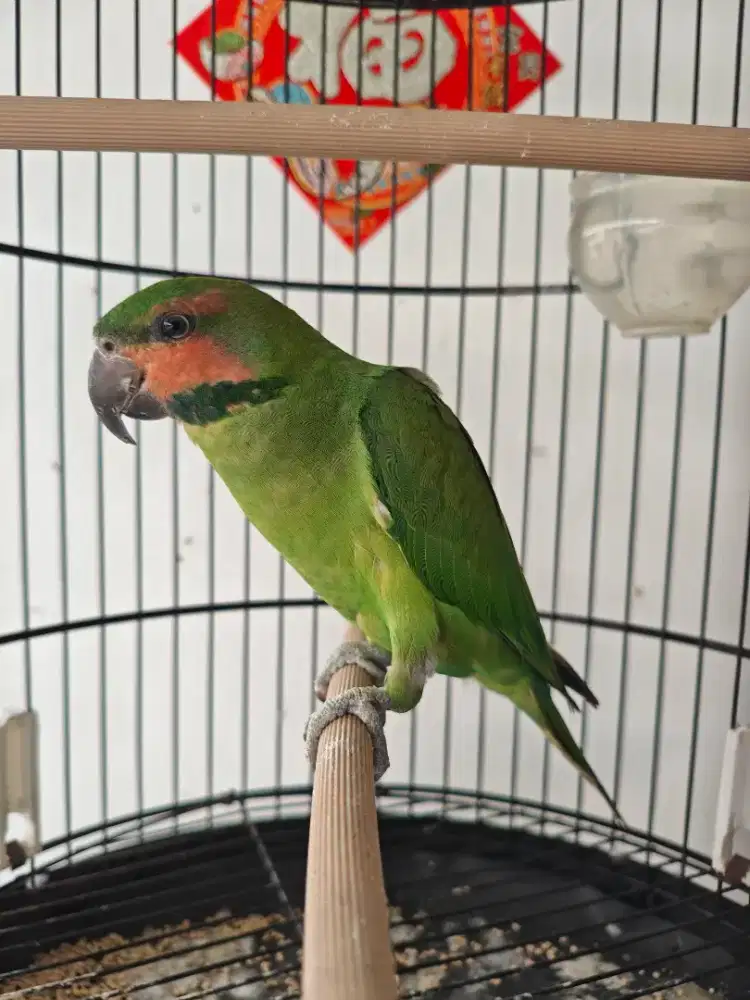 love bird hijau mulus