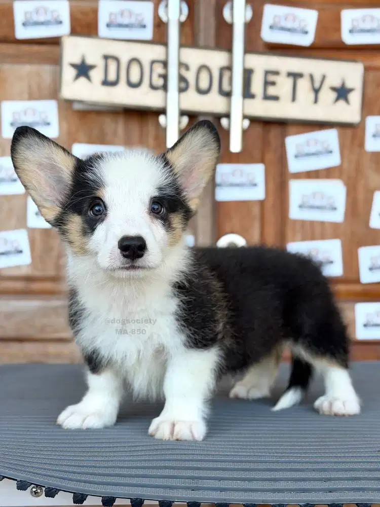 Pembroke Welsh Corgi Puppy Super Cute