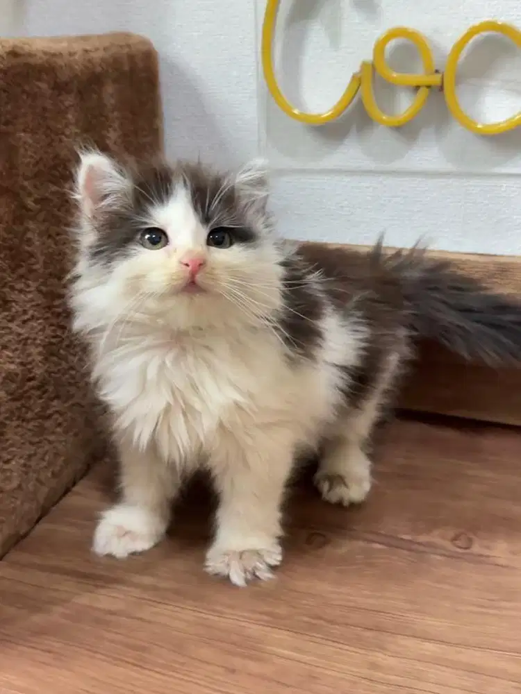 Kitten Kucing Persia