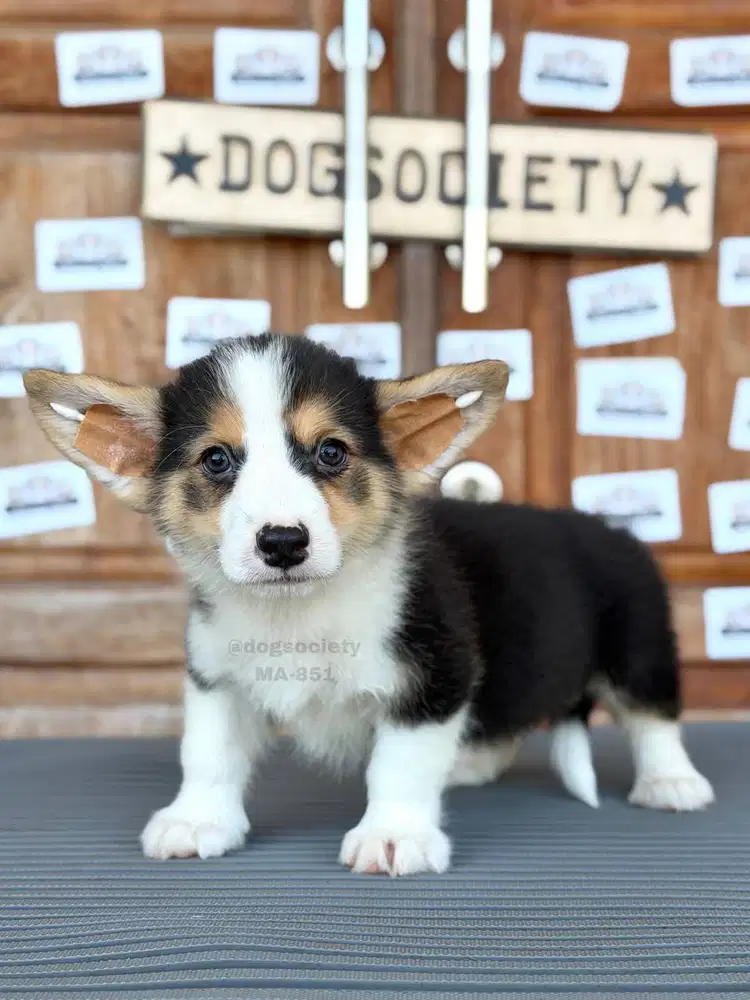 Welsh Corgi Puppy Gemoy dan Menggemaskan