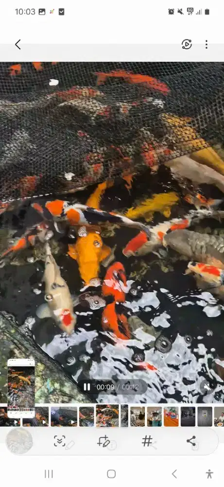 Jual ikan koi borongan