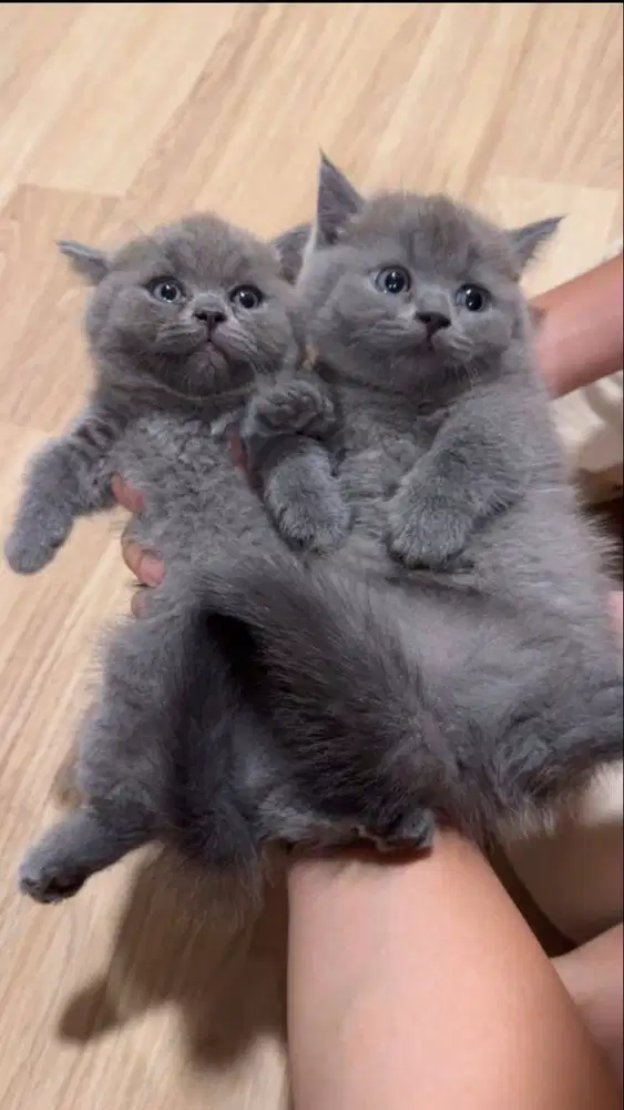 SIAPA CEPAT DIA DAPAT | 2 ANAK KUCING BRITISH SHORT HAIR - MUNCHKIN