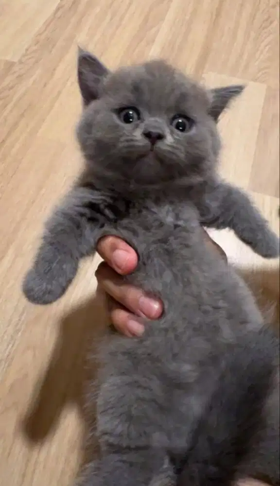 SIAPA CEPAT DIA DAPAT | 2 ANAK KUCING BRITISH SHORT HAIR - MUNCHKIN