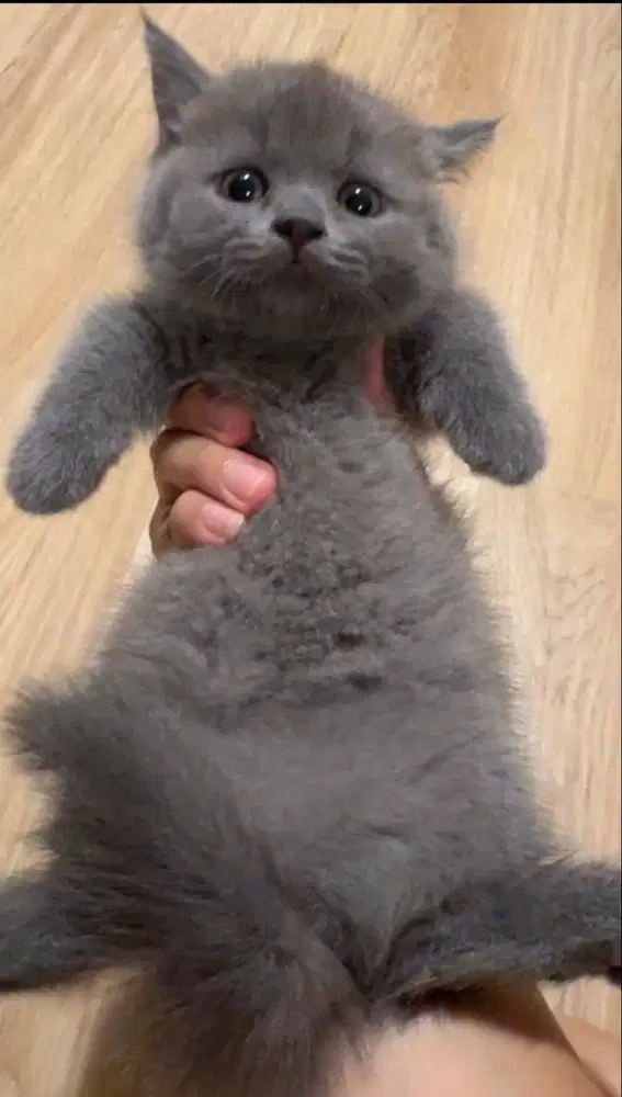 SIAPA CEPAT DIA DAPAT | 2 ANAK KUCING BRITISH SHORT HAIR - MUNCHKIN