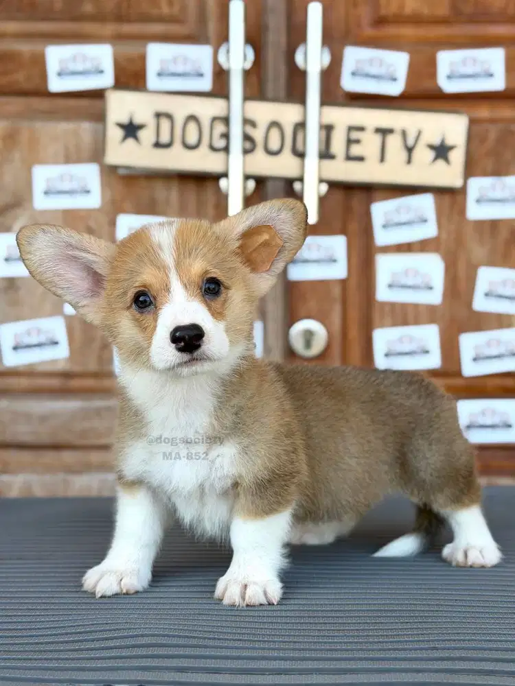 Pembroke Corgi Puppy Sehat Aktif & Lucu