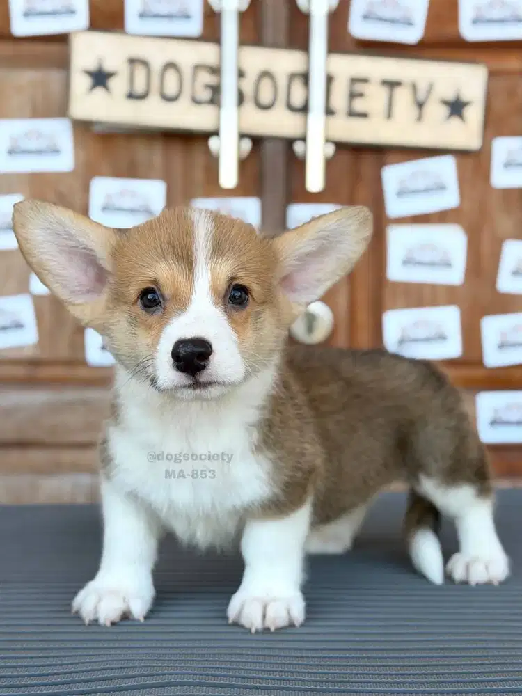Pembroke Welsh Corgi Puppy Berkualitas