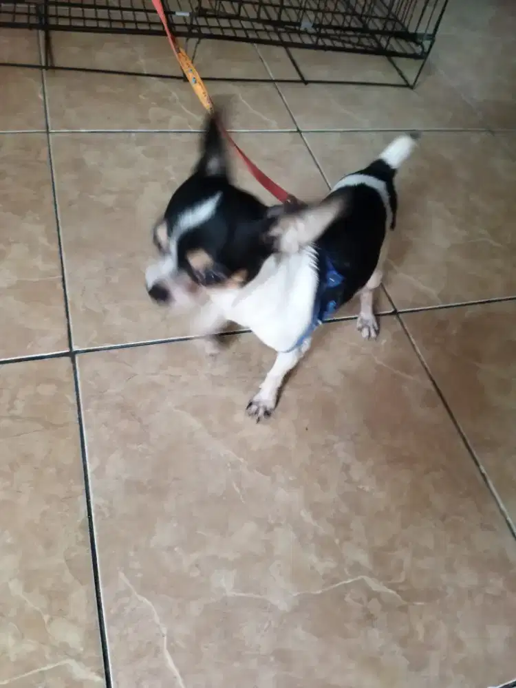 Chihuahua pure, jantan