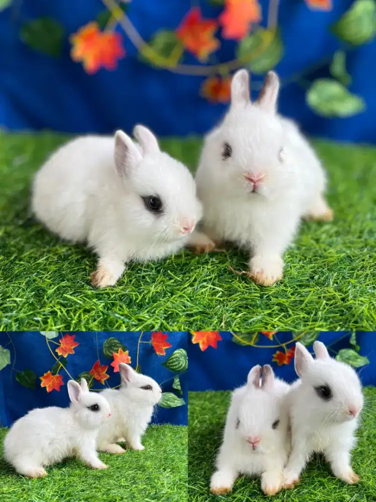 Kelinci Mini jenis ND sepasang