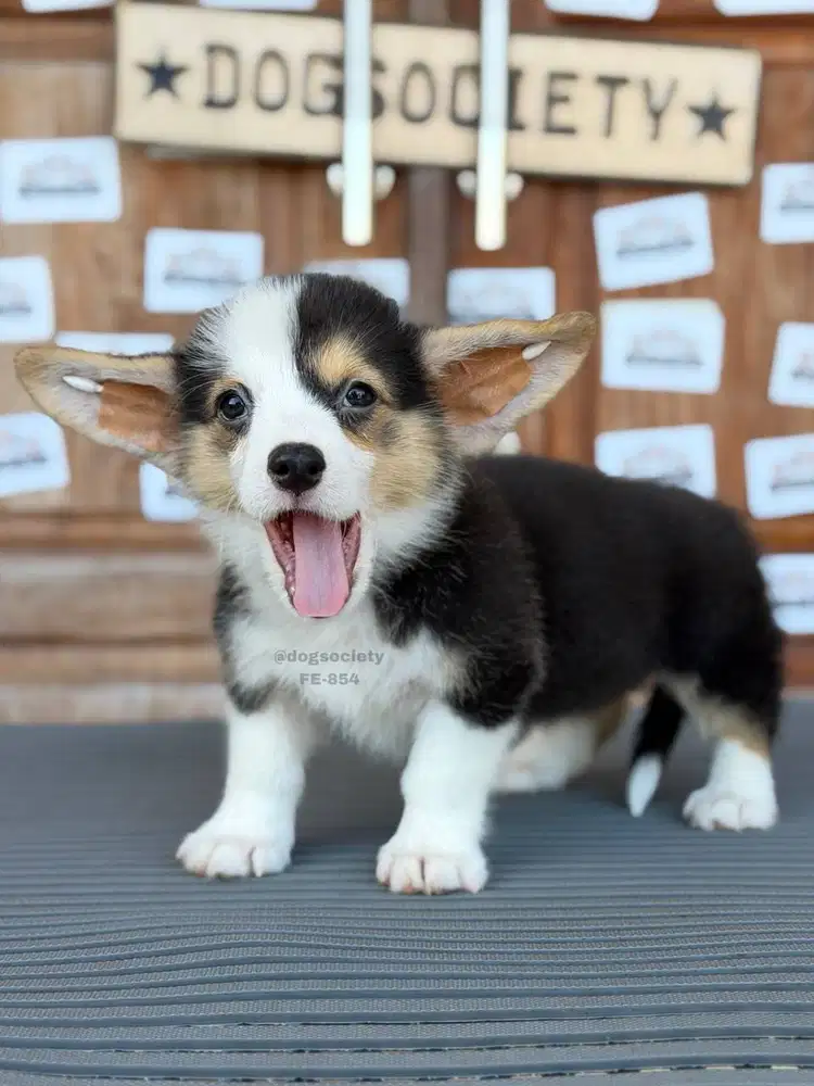 Corgi Pembroke Puppy Lucu Siap Dipelihara