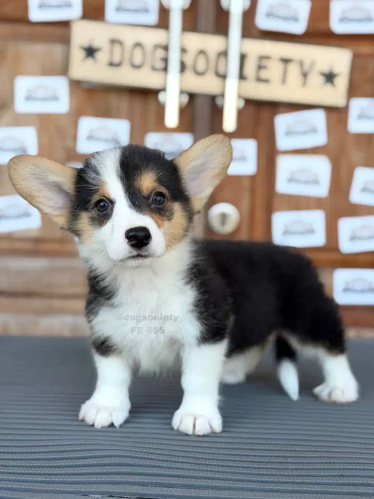 Anakan Corgi Pembroke Lucu & Berkualitas