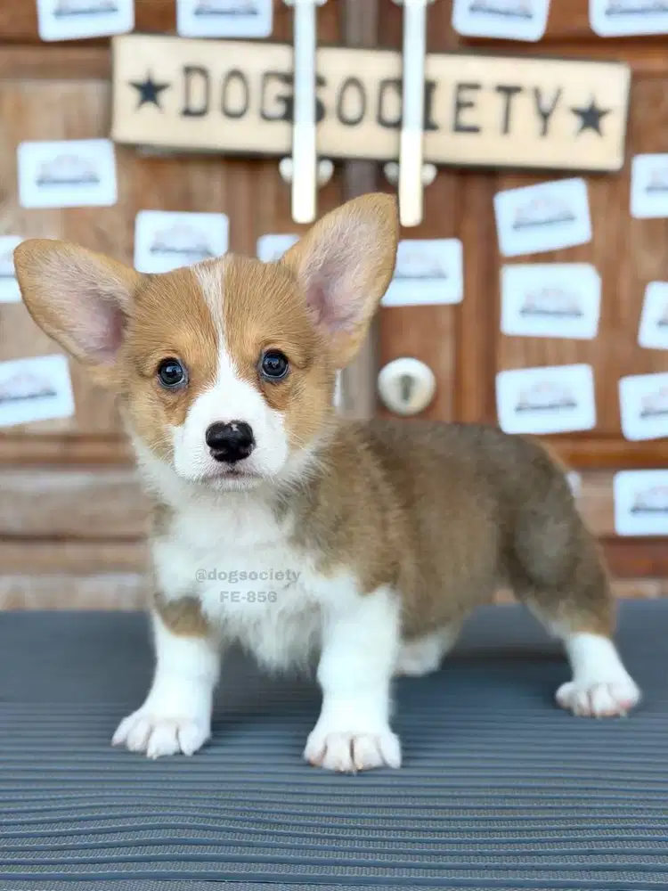 Corgi Puppy Kaki Pendek Super Gemoy