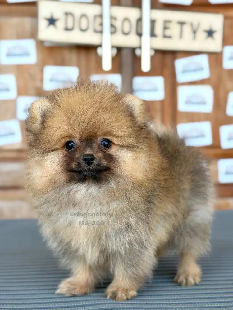 Anjing Pomeranian German Spitz Lucu & Berkualitas