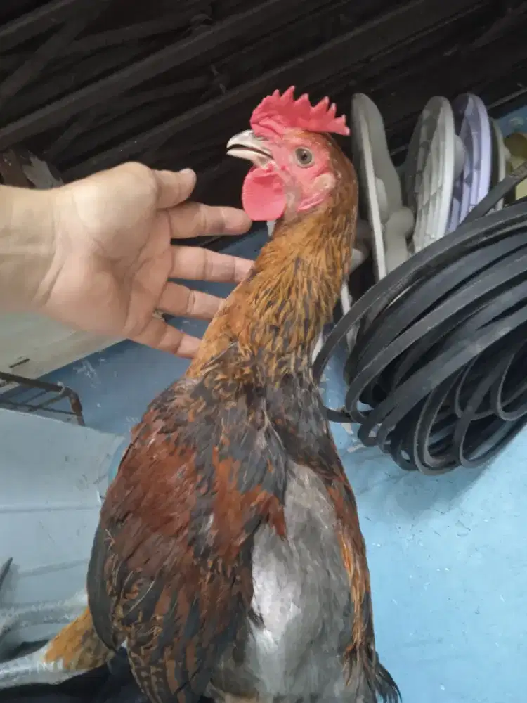 Ayam pelung asli usia 4 bln sehat jinak doyan makan
