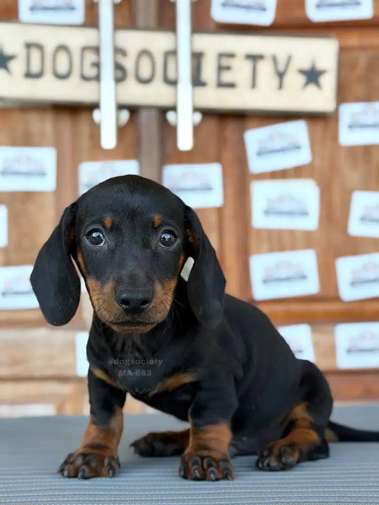 Dachshund Smoothcoat Puppy Super Cute