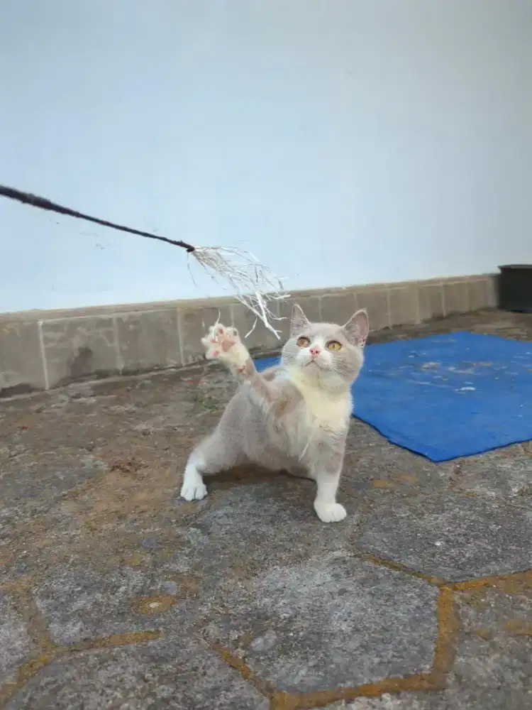BSH jantan bico lilac