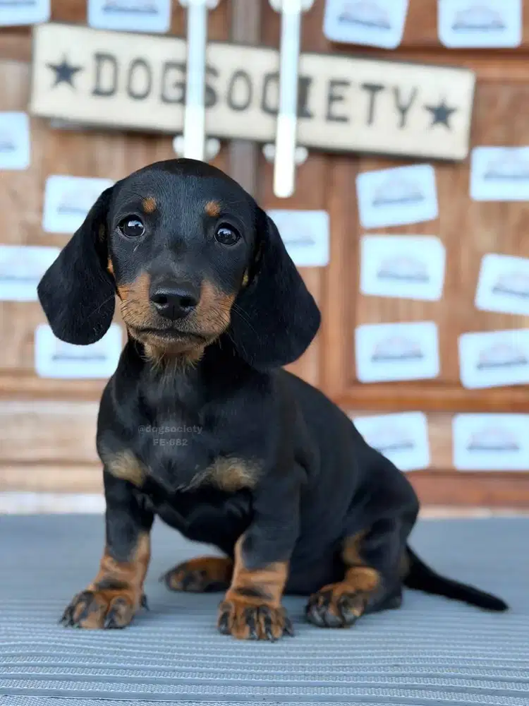 Dachshund Mini Puppy Sehat dan Lincah