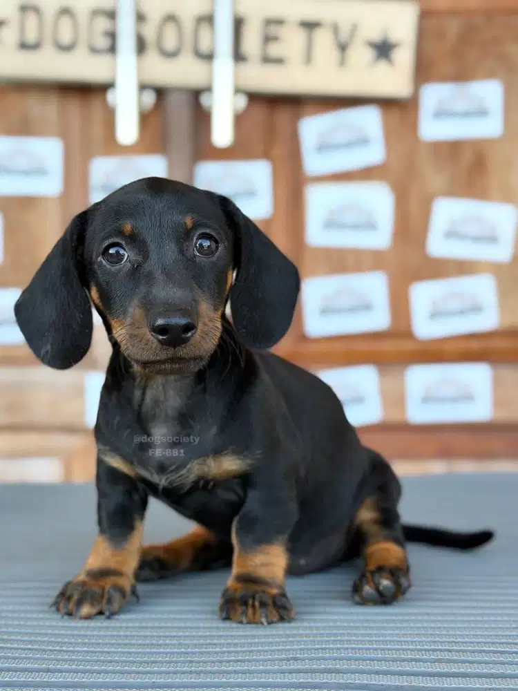 Dachshund Smoothcoat Puppy Menggemaskan
