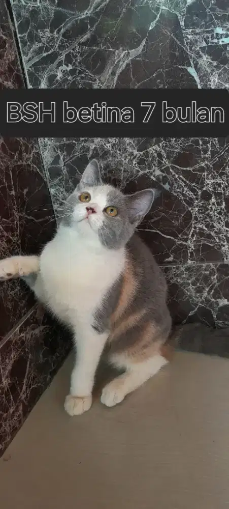BSH betina 7 bulan calido dilud