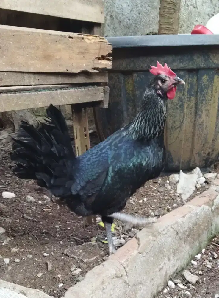 Ayam pelung biang