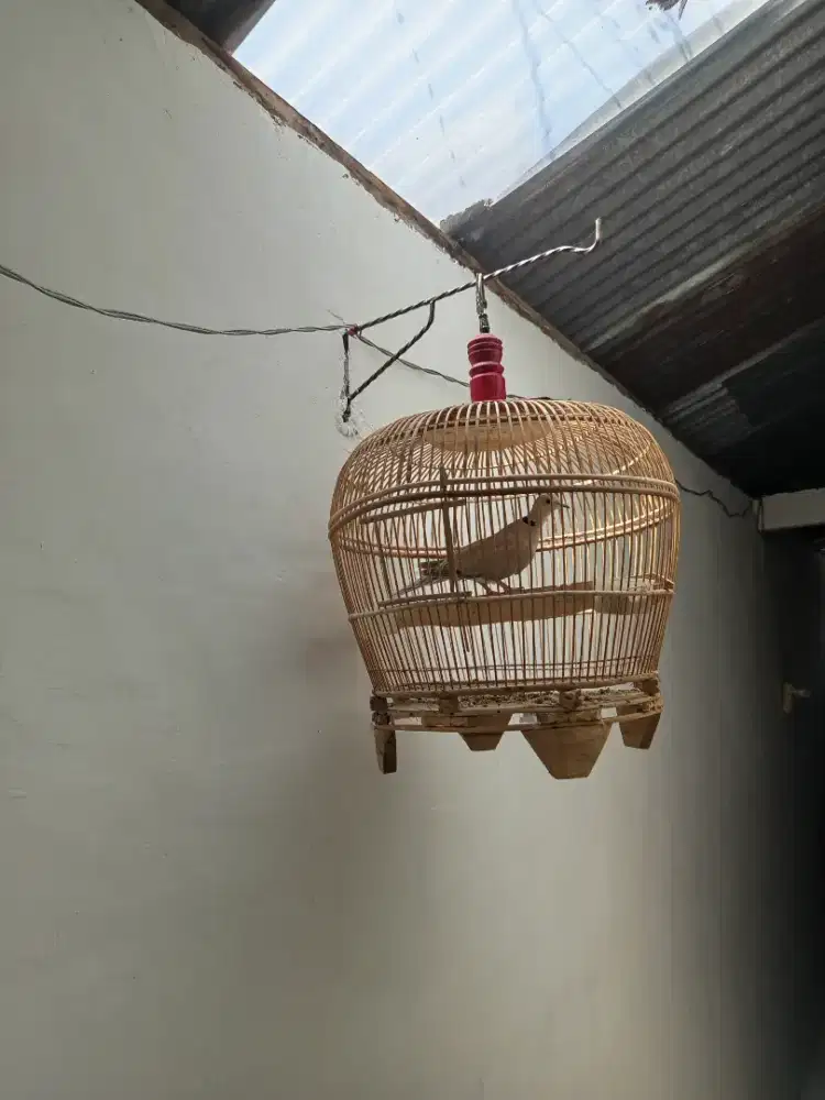 Puter Lokal Jantan