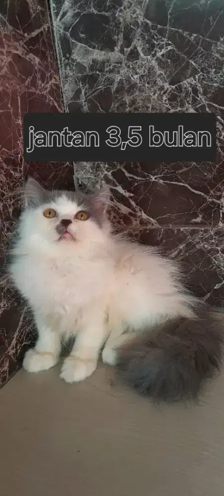 Kitten lucu imut gembul jantan dan betina