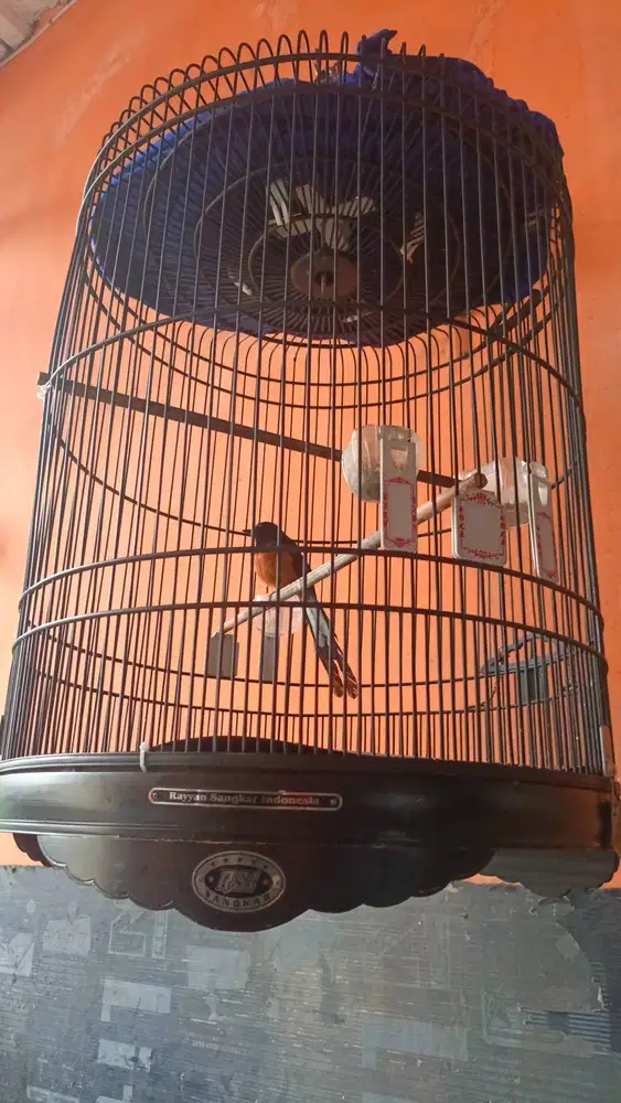 Di jual murai batu