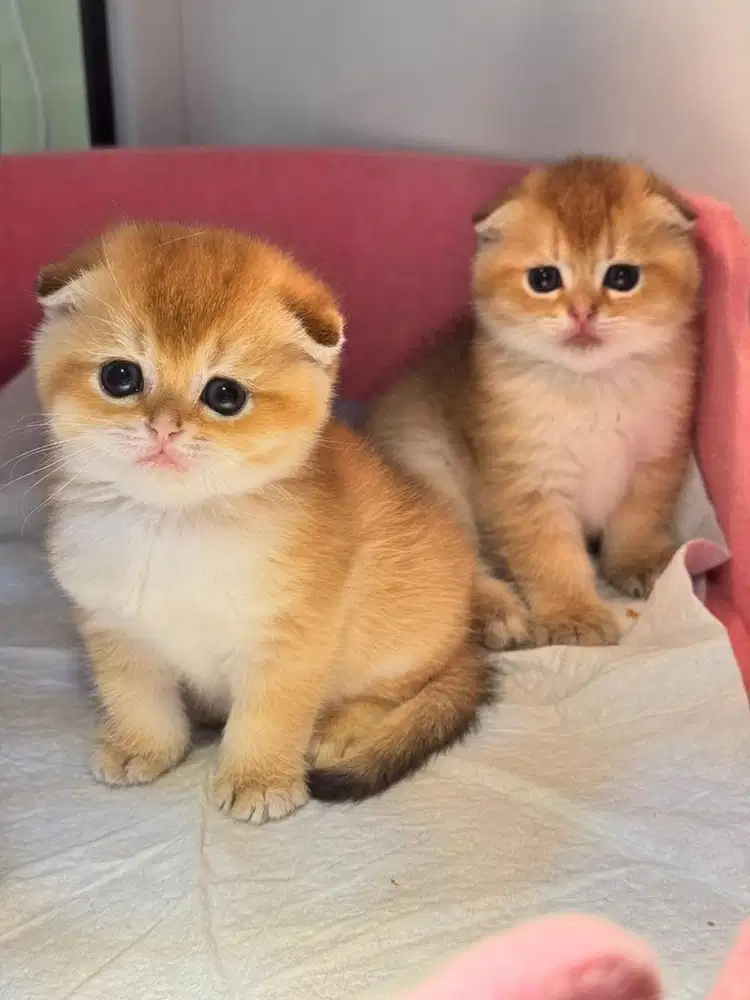Golden British Hair Scottish Fold Triple