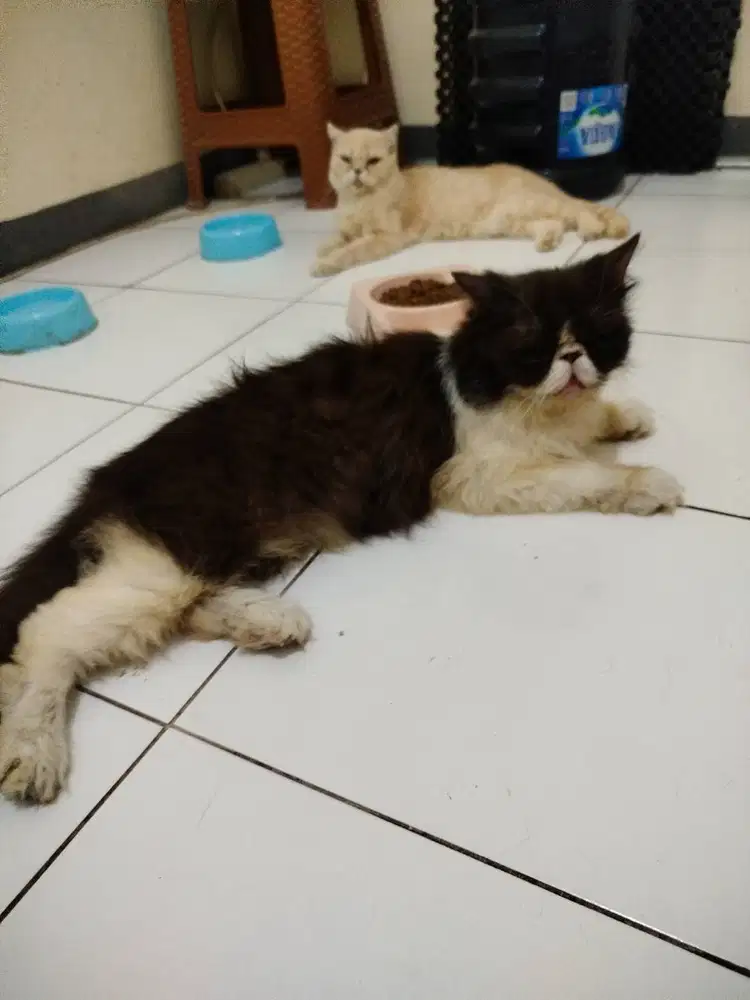Kucing piknose provent