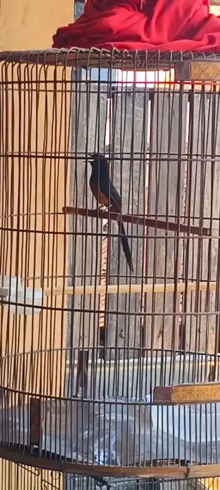 Murai batu nias gacor