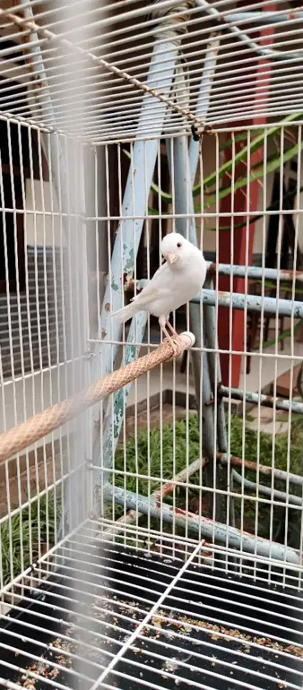 borongan kenari betina 3 ekor warna putih bersih