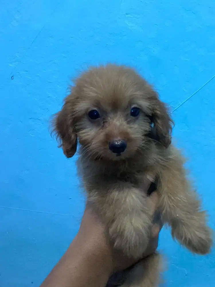 POMPO 2bln betina