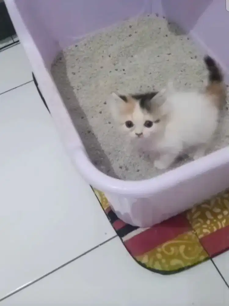 Kucing Persia/anggora