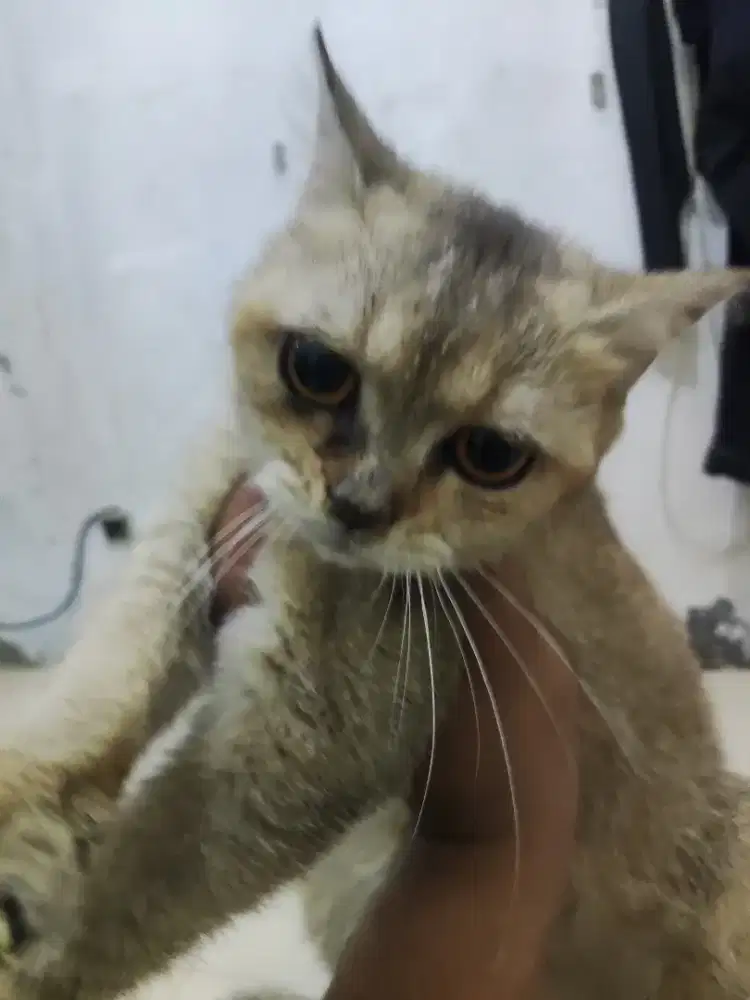 Kucing BSH Golden Betina