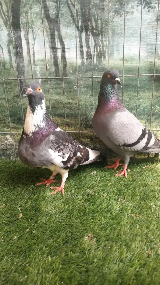 Burung Dara Burung Merpati Sepasang.