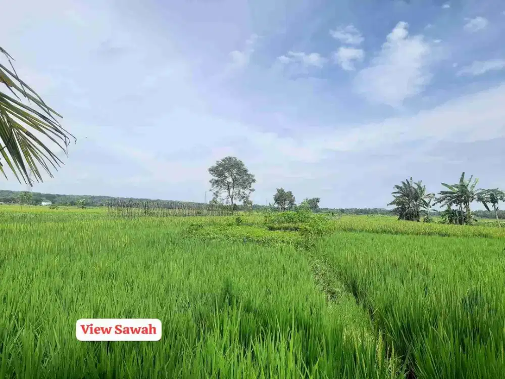 Tanah Murah View Sawah di Panjatan Kulon Progo