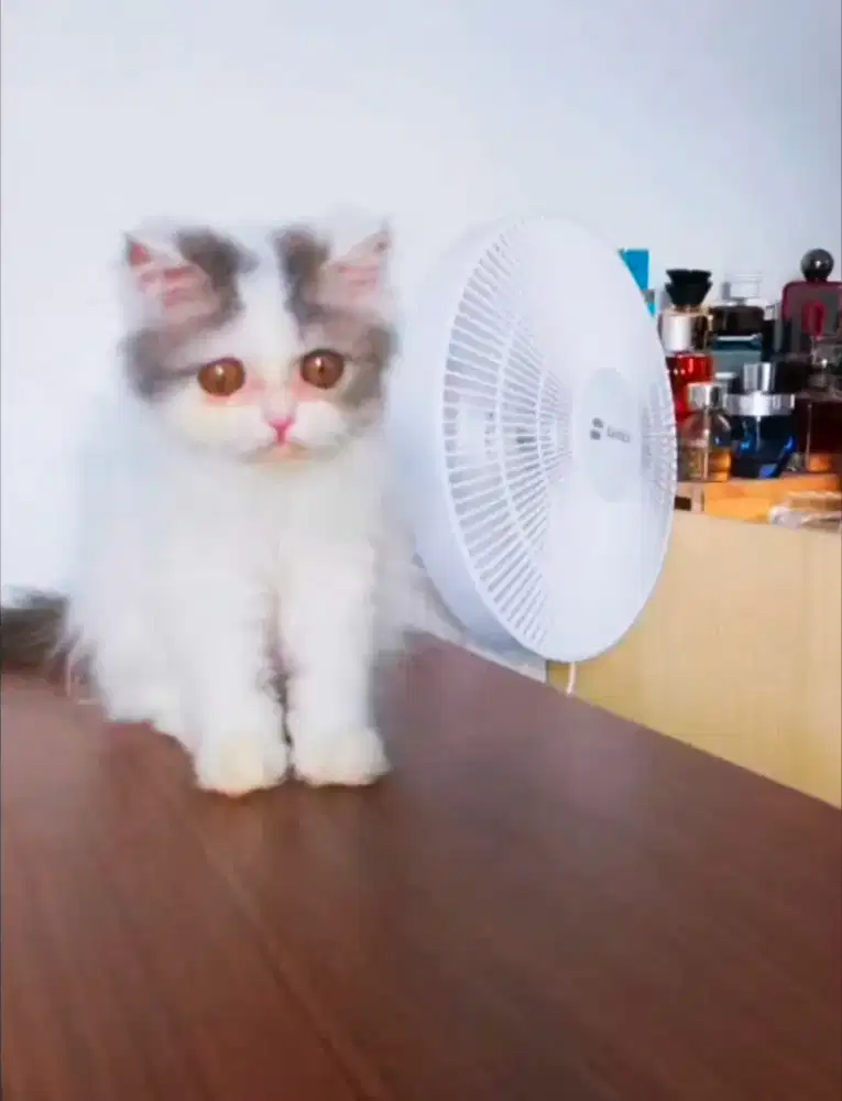 Open adopt persia jantan umur 3 bulan