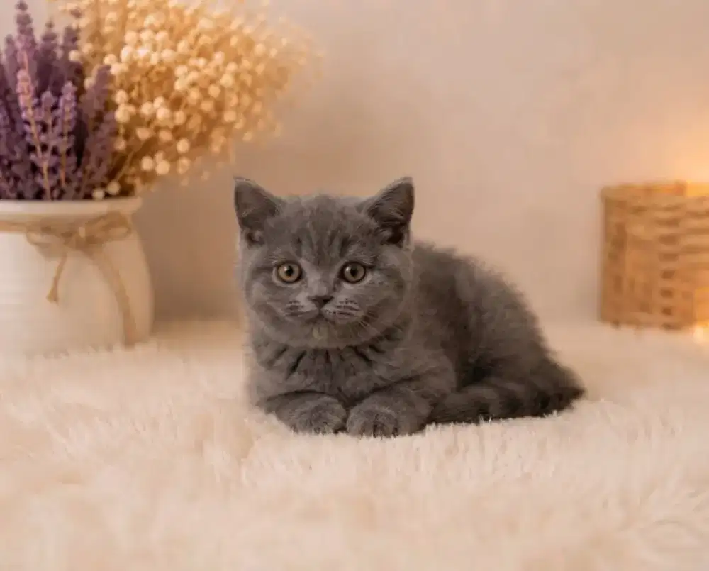 British Shorthair hair pure