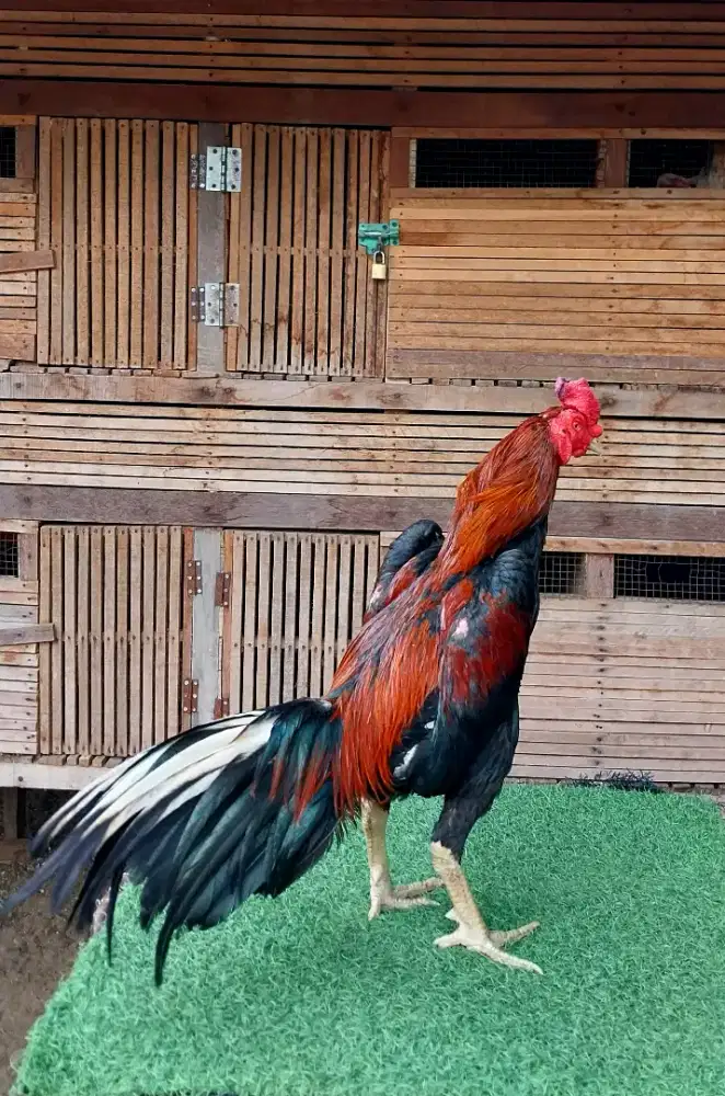 Ayam Bangkok klasik