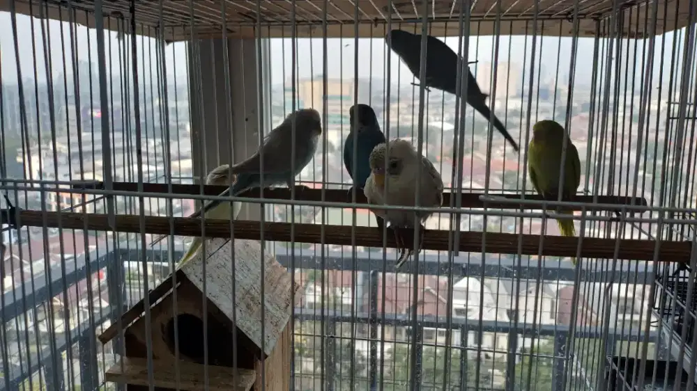 BURUNG PARKIT + KANDANG