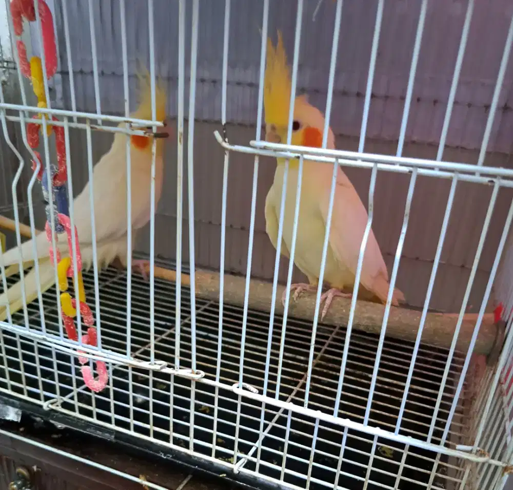 Parkit Australia, sepasang,falk lutino mata merah