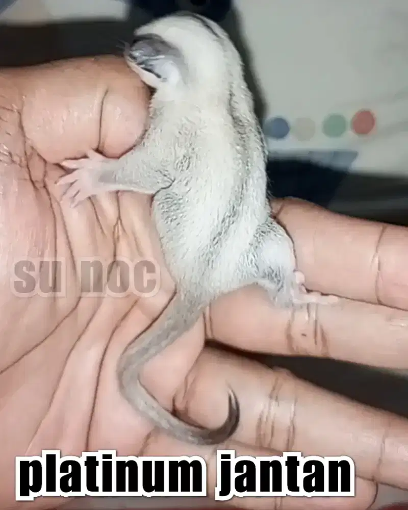 sugar glider platinum jantan