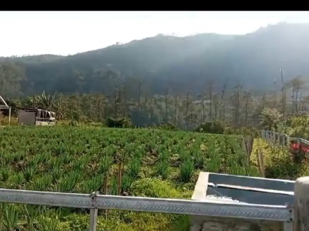 tanah kebun datar view bagus