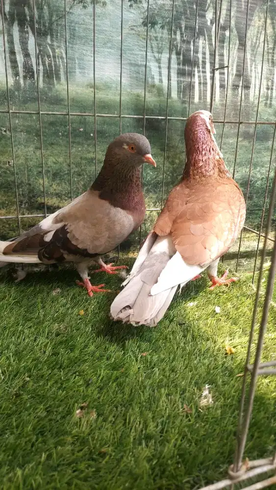 Burung Merpati Burung Dara Sepasang.