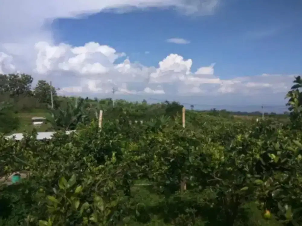 kebun apel dan jeruk murah