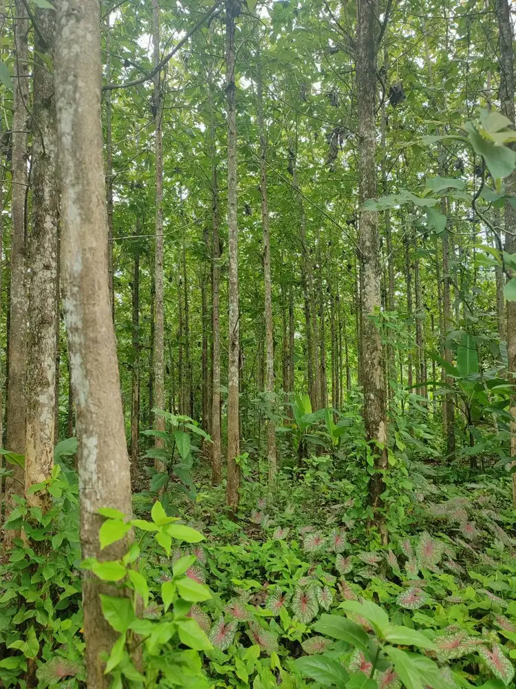 Dijual Tanah Kebun  Jati
