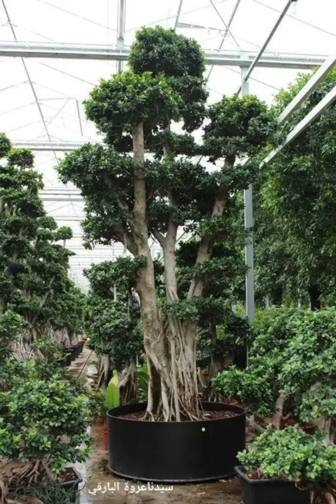 Pohon bonsai Cemara bonsai anting putri bonsai beringin Korea dll ##