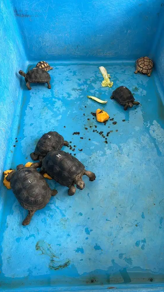 Aldabra 12-17cm