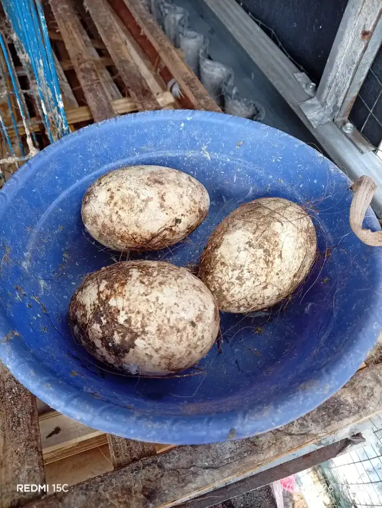 Jual borongan Telur soang tembuhuk