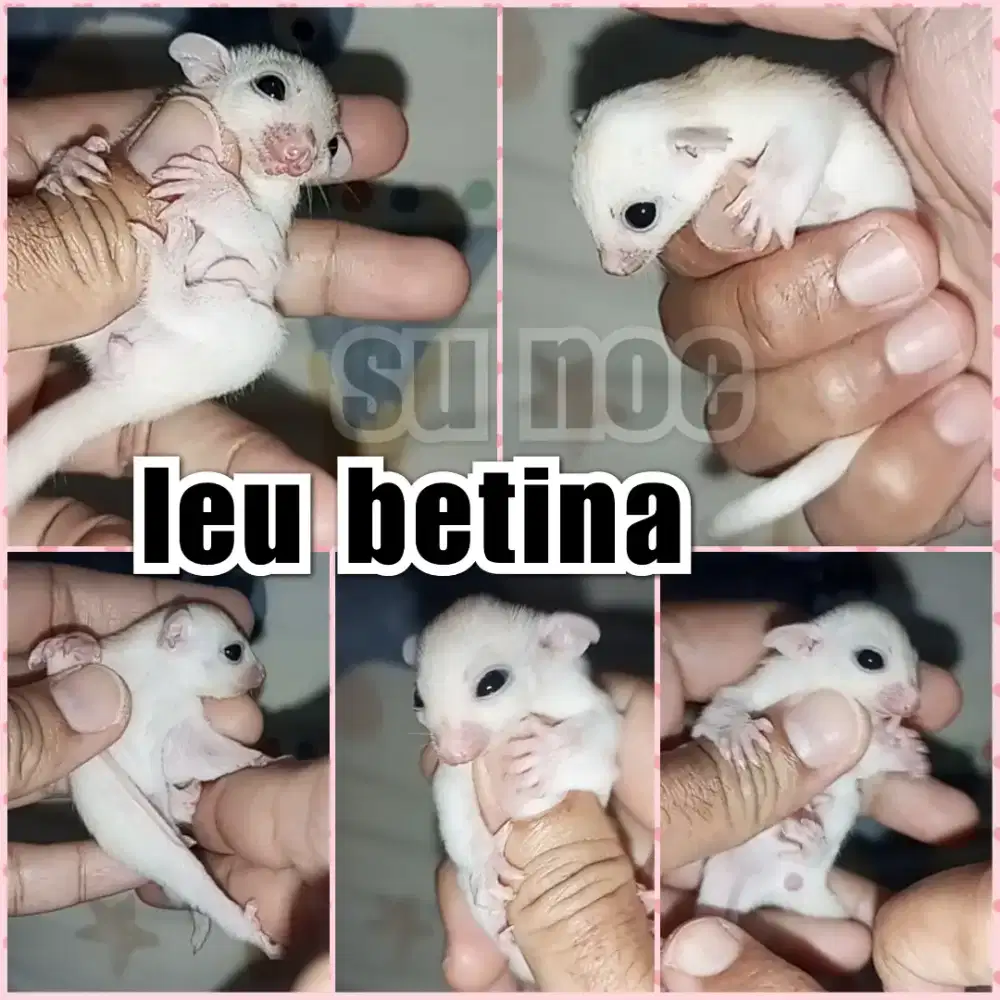 sugar glider leu leucistic betina