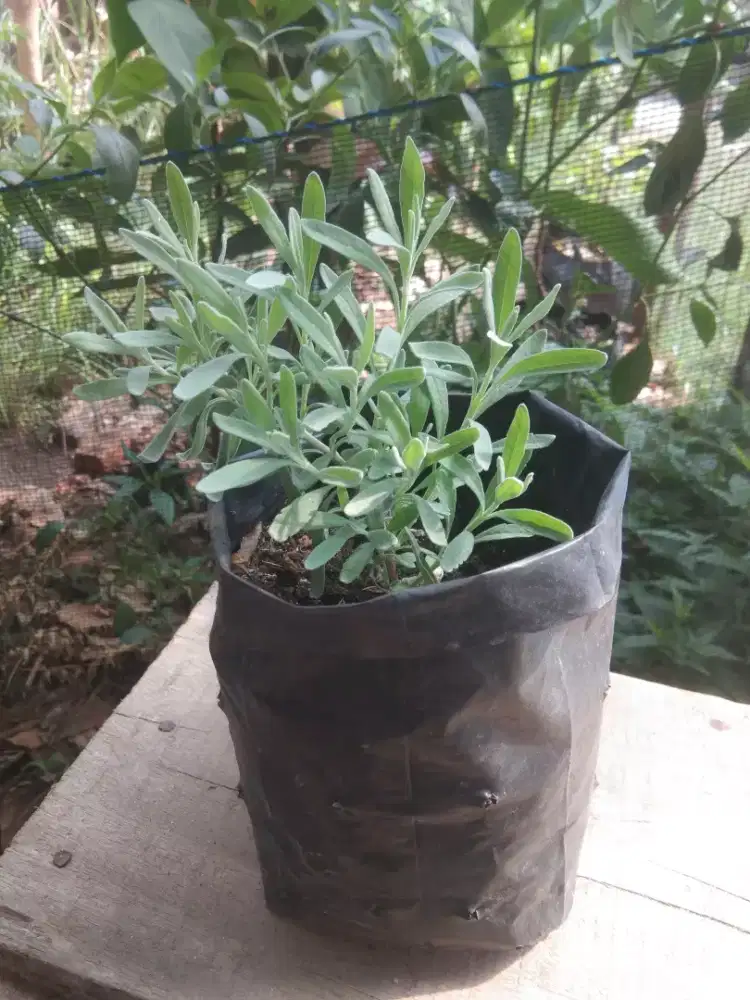 Bibit Bunga Lavender
